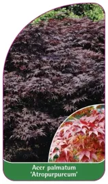 etykieta-szkolkarska-acer-palmatum-atropurpureum