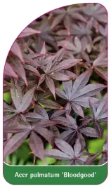 etykieta-szkolkarska-acer-palmatum-bloodgood