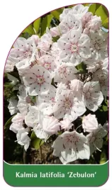 etykieta-szkolkarska-kalmia-latifolia-zebulon