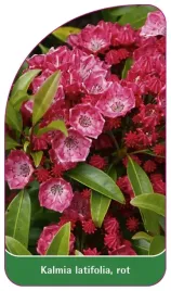 etykieta-szkolkarska-kalmia-latifolia-rot