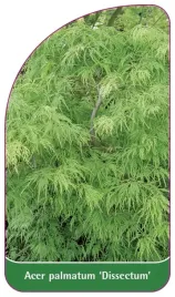 etykieta-szkolkarska-acer-palmatum-dissectum