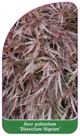 etykieta-szkolkarska-acer-palmatum-dissectum-nigrum
