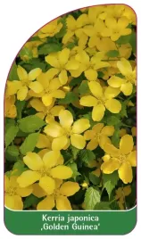 etykieta-szkolkarska-kerria-japonica-golden-guinea