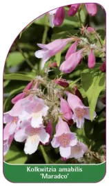 etykieta-szkolkarska-kolkwitzia-amabilis-maradco
