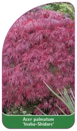 etykieta-szkolkarska-acer-palmatum-inaba-shidare