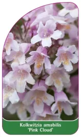 etykieta-szkolkarska-kolkwitzia-amabilis-pink-cloud