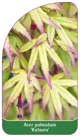 etykieta-szkolkarska-acer-palmatum-katsura