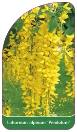 etykieta-szkolkarska-laburnum-alpinum-pendulum