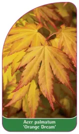 etykieta-szkolkarska-acer-palmatum-orange-dream