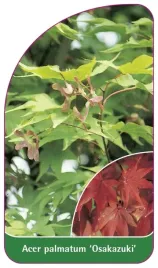 etykieta-szkolkarska-acer-palmatum-osakazuki
