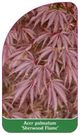 etykieta-szkolkarska-acer-palmatum-sherwood-flame