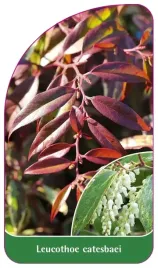 etykieta-szkolkarska-leucothoe-catesbaei