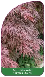 etykieta-szkolkarska-acer-platanoides-crimson-queen