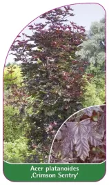 etykieta-szkolkarska-acer-platanoides-crimson-sentry-a
