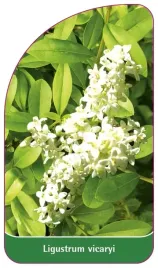 etykieta-szkolkarska-ligustrum-vicaryi