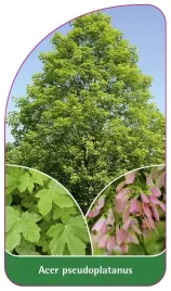 etykieta-szkolkarska-acer-pseudoplatanus