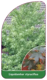 etykieta-szkolkarska-liquidambar-styraciflua