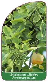 etykieta-szkolkarska-liriodendron-tulipifera-aureomarginatum