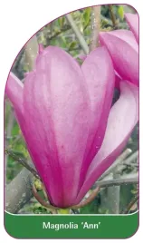 etykieta-szkolkarska-magnolia-ann