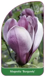 etykieta-szkolkarska-magnolia-burgundy