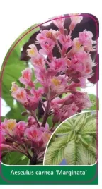 etykieta-szkolkarska-aesculus-carnea-marginata