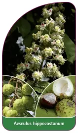 etykieta-szkolkarska-aesculus-hippocastanum