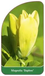 etykieta-szkolkarska-magnolia-daphne