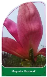 etykieta-szkolkarska-magnolia-daybreak