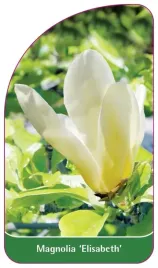 etykieta-szkolkarska-magnolia-elisabeth