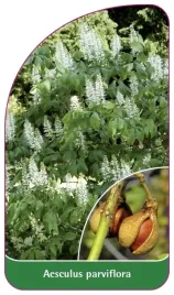 etykieta-szkolkarska-aesculus-parviflora