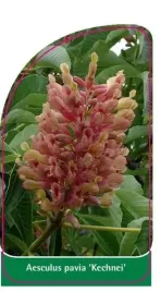 etykieta-szkolkarska-aesculus-pavia-kechnei