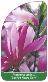 etykieta-szkolkarska-magnolia-stellata-george-henry-kern