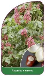etykieta-szkolkarska-aesculus-x-carnea