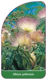 etykieta-szkolkarska-albizia-julibrissin-a