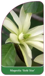 etykieta-szkolkarska-magnolia-gold-star