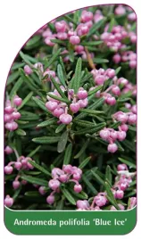 etykieta-szkolkarska-andromeda-polifolia-blue-ice