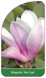 etykieta-szkolkarska-magnolia-hot-lips