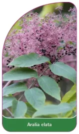 etykieta-szkolkarska-aralia-elata
