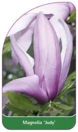 etykieta-szkolkarska-magnolia-judy