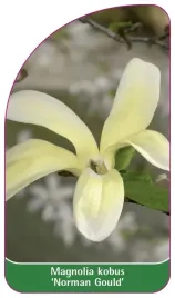 etykieta-szkolkarska-magnolia-kobus-norman-gould