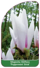 etykieta-szkolkarska-magnolia-loliiflora-peppermint-stick