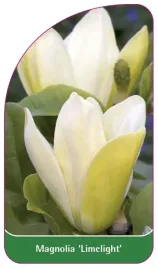 etykieta-szkolkarska-magnolia-limelight