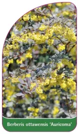 etykieta-szkolkarska-berberis-ottawensis-auricoma