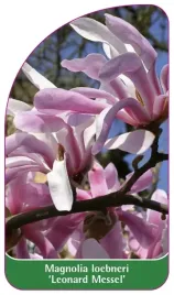 etykieta-szkolkarska-magnolia-loebnerii-leonard-messel-b