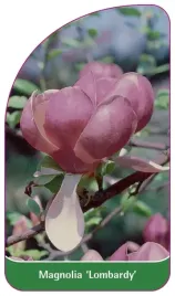 etykieta-szkolkarska-magnolia-lombardy
