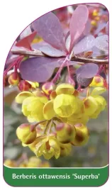 etykieta-szkolkarska-berberis-ottawensis-superba-b