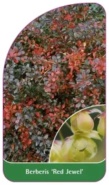 etykieta-szkolkarska-berberis-red-jewel