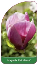 etykieta-szkolkarska-magnolia-pink-globet