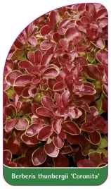 etykieta-szkolkarska-berberis-thunbergii-coronita