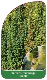 etykieta-szkolkarska-berberis-thunbergii-erecta